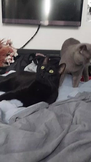 vampire cat #vampire #cats #lucifer #cat #catsoftiktok #neko #catslovers #viral #fyp #fy #fypシ゚viral