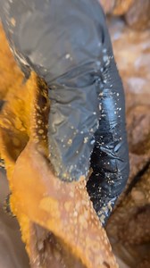 Il segreto del nostro cannolo? Fresco, fresco, appena preparato! 😋 Ogni morso è un tuffo nella tradizione siciliana, con ricotta fresca, granella di pistacchio e un tocco di magia, tutto servito sul momento per una festa che è pura bontà! 🤩 Le feste itineranti di A'Vucciria Sicilia Street Food sono l’occasione perfetta per vivere l'autentico sapore della Sicilia, ovunque tu sia! 🌞 Ma non preoccupatevi… Dopo le feste torneremo più carichi che mai con ancora più dolcezza e tradizione! 🍬 Ci ved