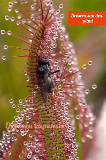 Drosera sun dew plant#plant#carnivorousplant