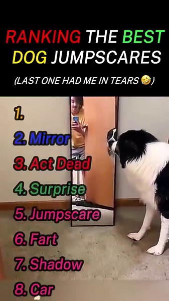 These Dog Jumpscares Are Too Funny To Miss!