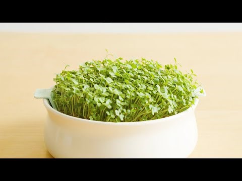 Tutoriel : faites germer facilement vos graines à mucilage avec la coupelle de germination Germline