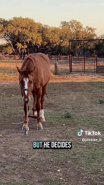 Effective Hobble Training Techniques for Horses
