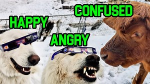 Farm Animals React to Total Eclipse