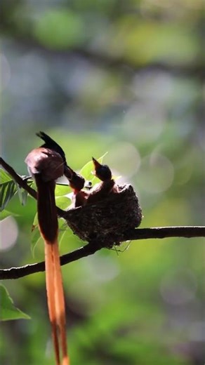 The Day Everything Changed Forever (Documentary)