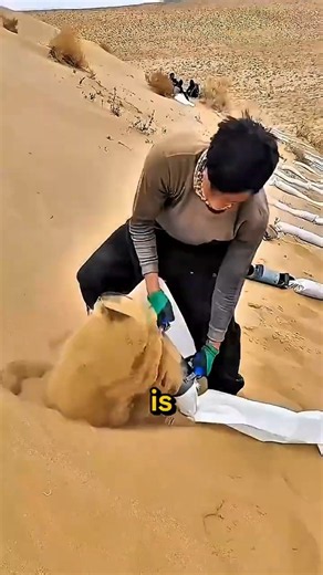 This Simple Trick Is Stopping the Desert
