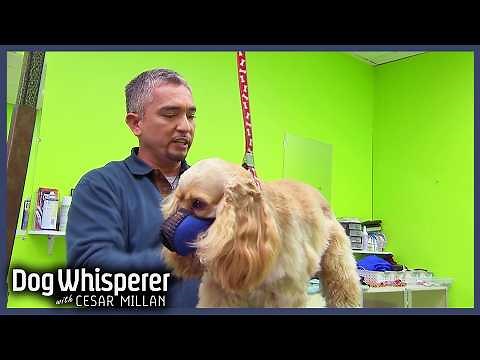 Cesar Takes On Groomer's Toughest Dogs | S4 Ep 21 | Dog Whisperer With Cesar Millan