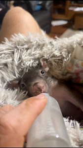 Just finished feeding little Sandy 🍼🤎 And if you’ve ever raised a baby wombat, you’ll know… toileting time can be a bit of an event. After a bottle, you’ve got to give them a gentle little dab on their private parts with some warm, wet tissue to stimulate what mum would do in the wild by licking them. Most of the time they go straight away. Not Sandy 😅 She’s a very finicky little wombat. I reckon she gets a bit nervous and holds on for dear life. But today… success. Once she finally let go, s