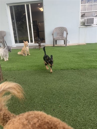 The Adorable Dachshund and Yorkie Duo