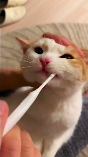 ASMR | The Ultimate Cat Dream Routine: Luxury Bath, Teeth Clean, and Electric Massage Sleep! 🛁🦷⚡️😴