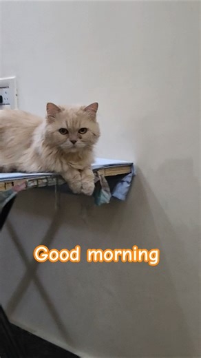 Good morning all of you#trend #Shorts#youtubeshorts videos