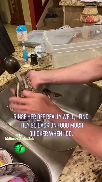 What happens when my snakes lay eggs?