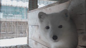 Arctic foxes: A comeback against the odds