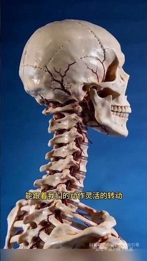 Unveiling the Secrets of Your Neck: Cervical Spine Explained