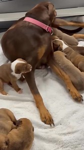 53K views · 1.1K reactions |  Meet our 5-week-old cuties!  These...