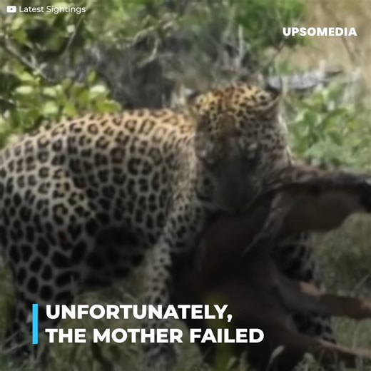 3.9K views · 75 reactions | A leopard wanted to eat this calf. And its mother decided to stop it. - A wildebeest calf was injured and the smell of its blood attracted a big cat. The mother, on the other hand, tried to defend it. Soon two wild boars were also tempted by the idea of a free meal. | The Kiwi | Facebook