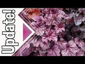 Heuchera (Coral Bells) Update | What to do with their flowers?