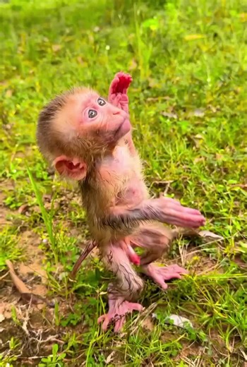 Long Red Pipe Baby Monkey Standing to Get Food