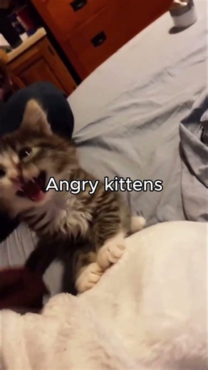 Angry kittens core 😹 #cat #kitten #funny #core