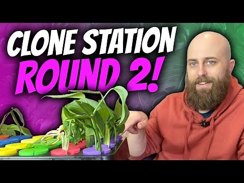 Will this method root 4x the cuttings? | Propagation with Aeroponics