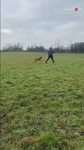 Dogs Fun: Gentleman’s Playtime Turns into Hilarious Backflip || WooGlobe