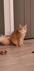 216K views · 5.2K reactions | can confirm that it was just a rogue kibble #cat #catsoftiktok #foryourpage | Walter Fans | Facebook