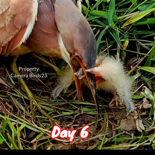 Heron day 6‼️the mother feeds her hungry offspring #birds #heron #nationalgeopark #wildbird #wildlife #birdlovers #beautifulbird #birdwatching #nature #animals | Camera Birds23