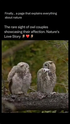 Nature Animals Plants Geography on Instagram: "Follow @explainingthewild for the best nature, animal, planet, and geography content The rare sight of owl couples showcasing their affection is a beautiful glimpse into Nature’s Love Story 🦉❤️🦉. Often seen as solitary hunters, owls—particularly species that are monogamous and mate for life—have intricate and surprisingly tender courtship rituals. The acts of affection often captured on camera, like two owls cuddling, gently touching heads, or app