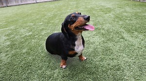 Clever dog can remove bottle caps from bottles in record time