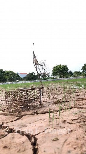 Trap in forest #trap #survival #outdoors #forest #skills #camping #tips #challenge #trap #skills #reels #hunting #alamliar #fores #nature #wildlife #photography #ontario #trav | Trap F. Forest