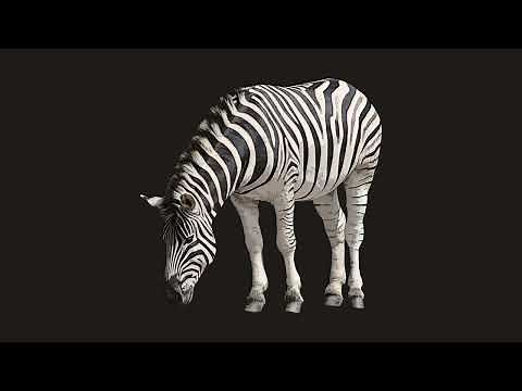 Zebra Sound Effect