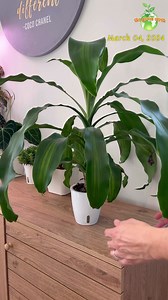Plant Care : Mass Cane in LECA #leca #thegreenearth_official #indoorgardening #gardeningindoor #plant #plants #plantlover #garden #gardening #houseplant #houseplants #indoorplant #indoorplants #PlantLover #world_of_greenery | The Green Earth