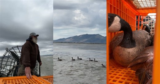 Why Canada goose banding happens every year in Utah