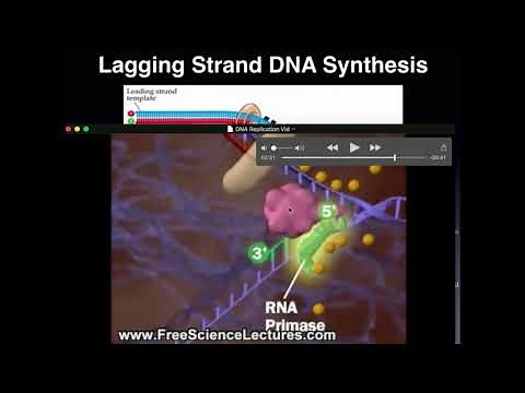 DNA Replication of the Lagging Strand: Explanation Followed by Animation