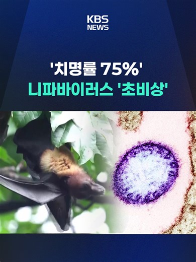 치명률이 최대 75%에 이르는 니파 바이러스가 인도에서 확산하면서, 주변 동남아 국가들도 방역에 비상이 걸렸습니다. #니파바이러스 #인도 #감염병 #코로나 #태국 #중국 #방역 #동남아 #박쥐 #치료제 #백신 #질병관리청 #초기증상 #춘절 #위생 #KBS #KBSNEWS