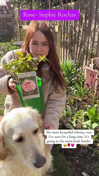 Adding a Beautiful Floribunda Rose to the Garden
