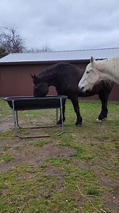 120K views · 2.2K reactions | Tom Foolery  | Ferrell Hollow Farm-Senior Horse & Cat Sanctuary | Facebook