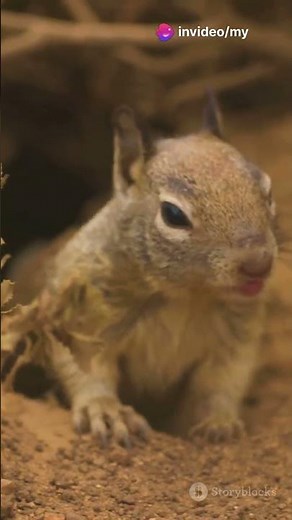 Tree vs Ground Squirrels: What's the Difference