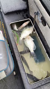 If you're looking for a guided crappie trip, it would make a great Valentine's Day present for your honey! Just reach out and we'll set something up! B'n'M Fishing Crappie Magnet Sniper Marine Fishing | East Tennessee Crappie Guide