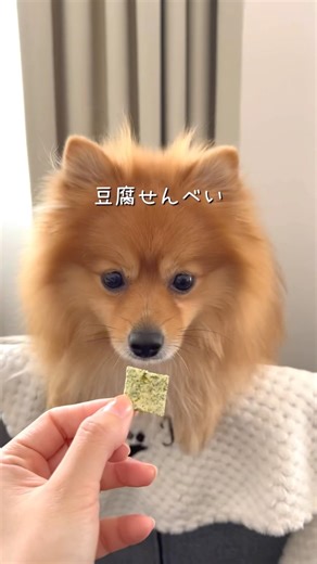 無添加豆腐せんべい