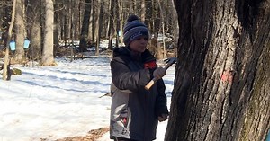 A Sign of spring: first maple tree tapping