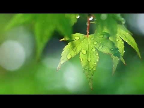 タイ瞑想@「10分リラックス瞑想 2」:タニヨー比丘