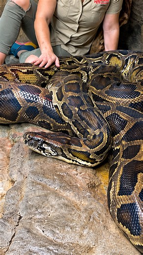One Burmese python shows just how enormous these snakes can really grow
