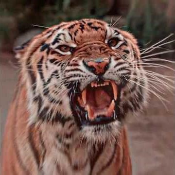 🐅⚡ Tiger breaks out of cage—coming for him! 🏃‍♂️💥 #tiger #zoo