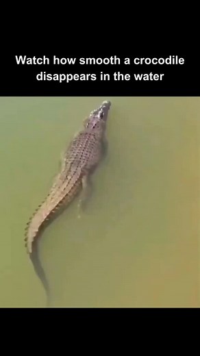 10K reactions · 545 comments | This remarkable video captures the effortless grace of a crocodile as it vanishes beneath the surface of murky waters. Known for their stealth and power, crocodiles are masters of their aquatic domains, blending seamlessly into their environments to approach prey or evade detection. The smooth, almost ghost-like disappearance of this crocodile highlights the perfect adaptation of these ancient reptiles to their watery world. | Scary Underwater | Facebook