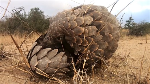 Pangolin armor beats medieval chainmail - yes, really