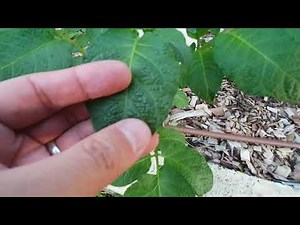 Growing Potatoes over Autumn & Winter - Melbourne Australia