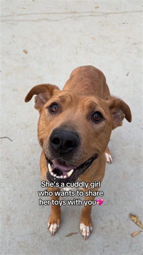 Adopt Eloise: Sweet Dog in Need of a Home in Charlotte NC