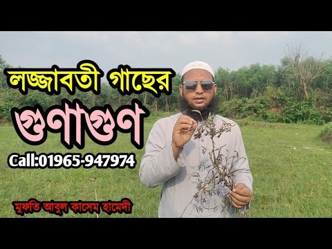 লজ্জাবতী গাছের গুণাগুণ|যৌন দুর্বলতা সহবাসে অক্ষম এজ্যোস্পার্মিয়া|বন্ধ্যাত্ব সমস্যার প্রাকৃতিক সমাধান