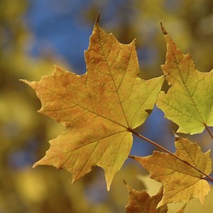 Sugar maple - Acer saccharum (Care, Characteristics, Symbolism, Images)