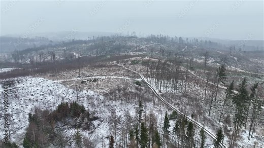 Winter bark beetle Ips typographus snow ice forests Jeseniky mountain aerial drone Scolytinae calamity dangerous pests forestry industry economic damage infestations feed and breed between the bark